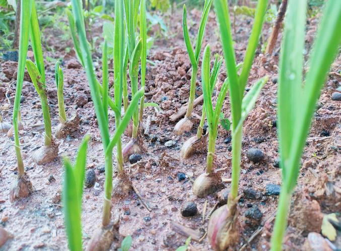 蒜苗种植技术视频如何高效播放学习？-图3