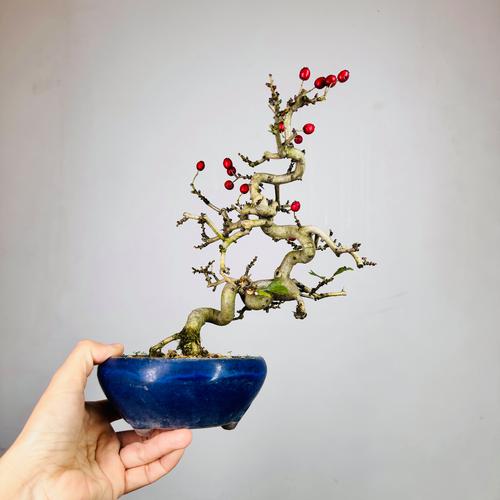 盆栽山楂品种怎么选？-图1