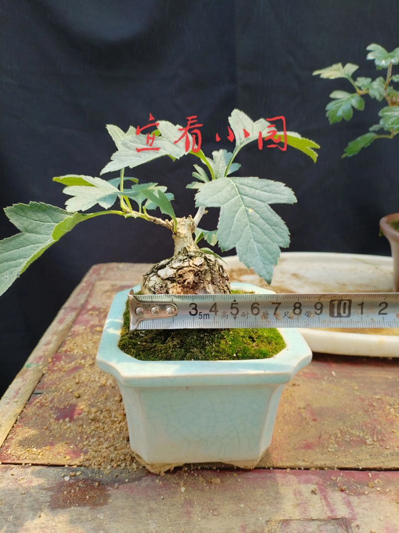 盆栽山楂品种怎么选？-图2