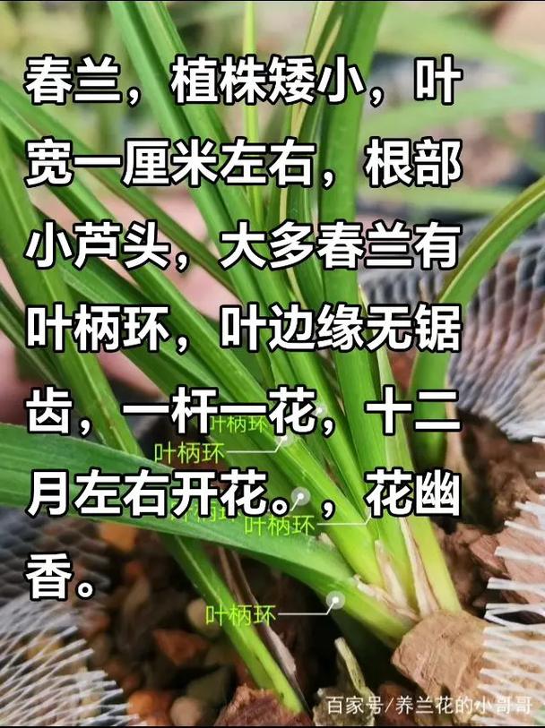 花市买兰花，如何快速区分品种？-图2