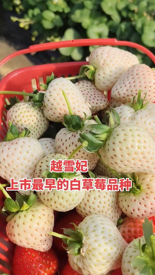 早熟草莓好吃，是否因品种独特？-图1