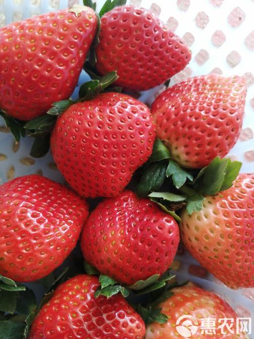 早熟草莓好吃，是否因品种独特？-图2