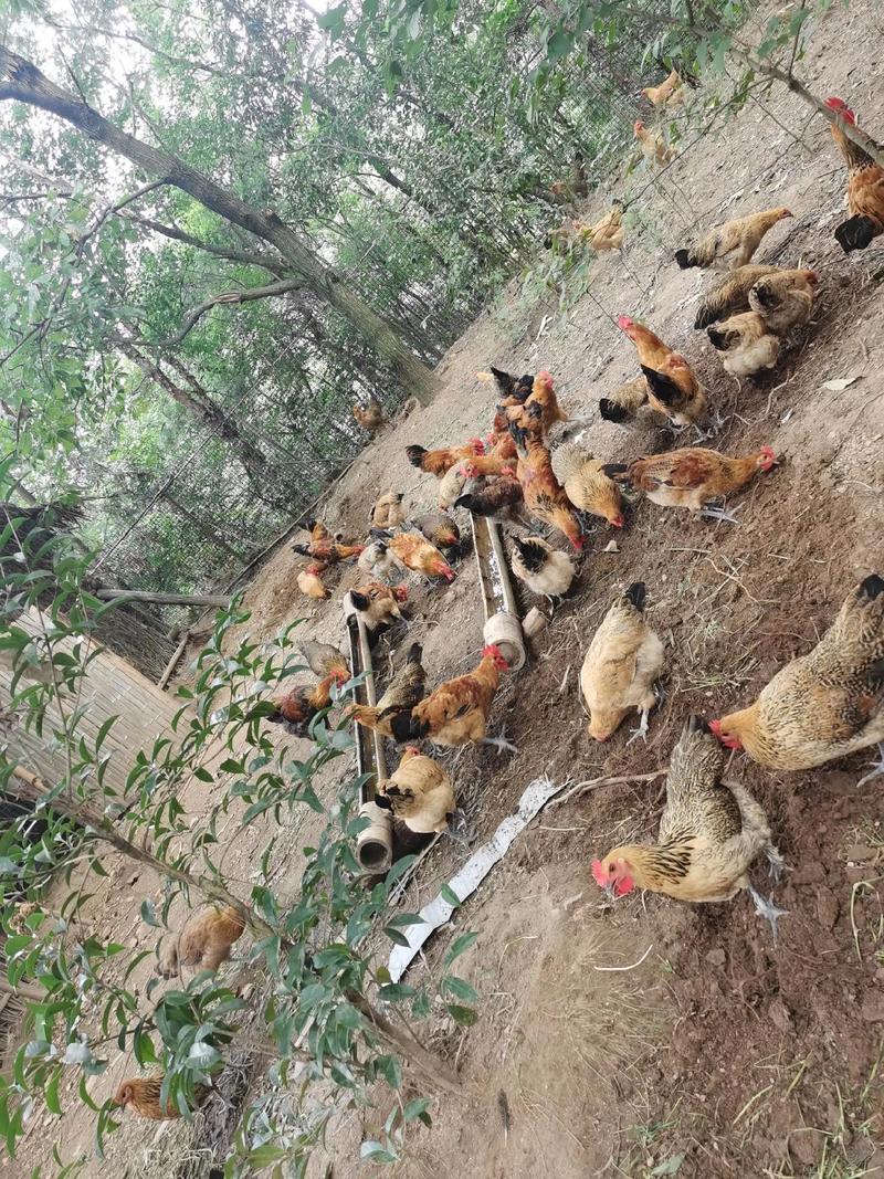 土鸡养殖技术关键点有哪些?-图1 土鸡养殖技术关键点有哪些?-图1