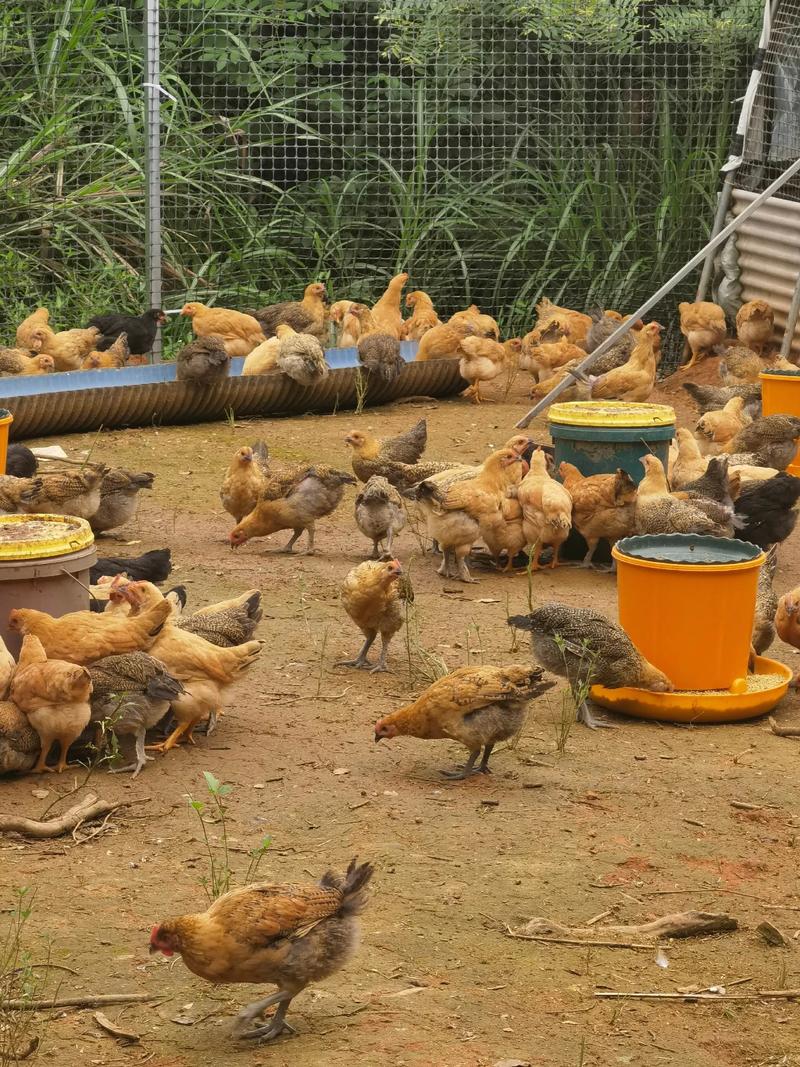 土鸡养殖技术关键点有哪些?-图3 土鸡养殖技术关键点有哪些?-图3