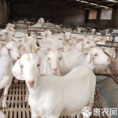 养羊国外技术视频哪里能看？-图1