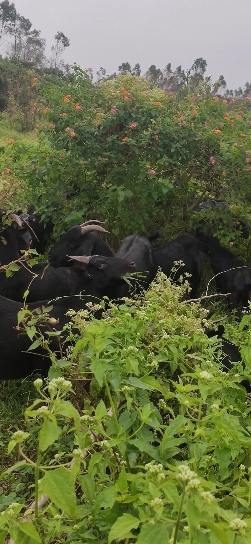 养羊国外技术视频哪里能看？-图2