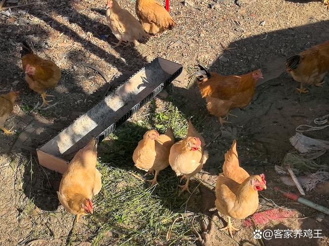 养土鸡青饲料技术视频怎么选?-图1 养土鸡青饲料技术视频怎么选?-图1