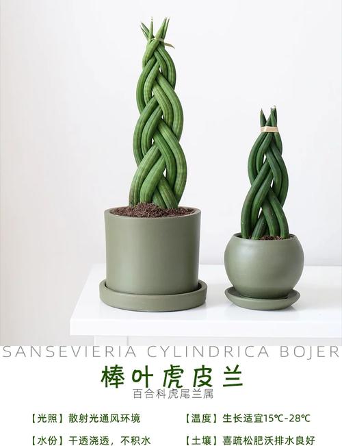 虎皮兰哪个品种好看又值钱？-图1