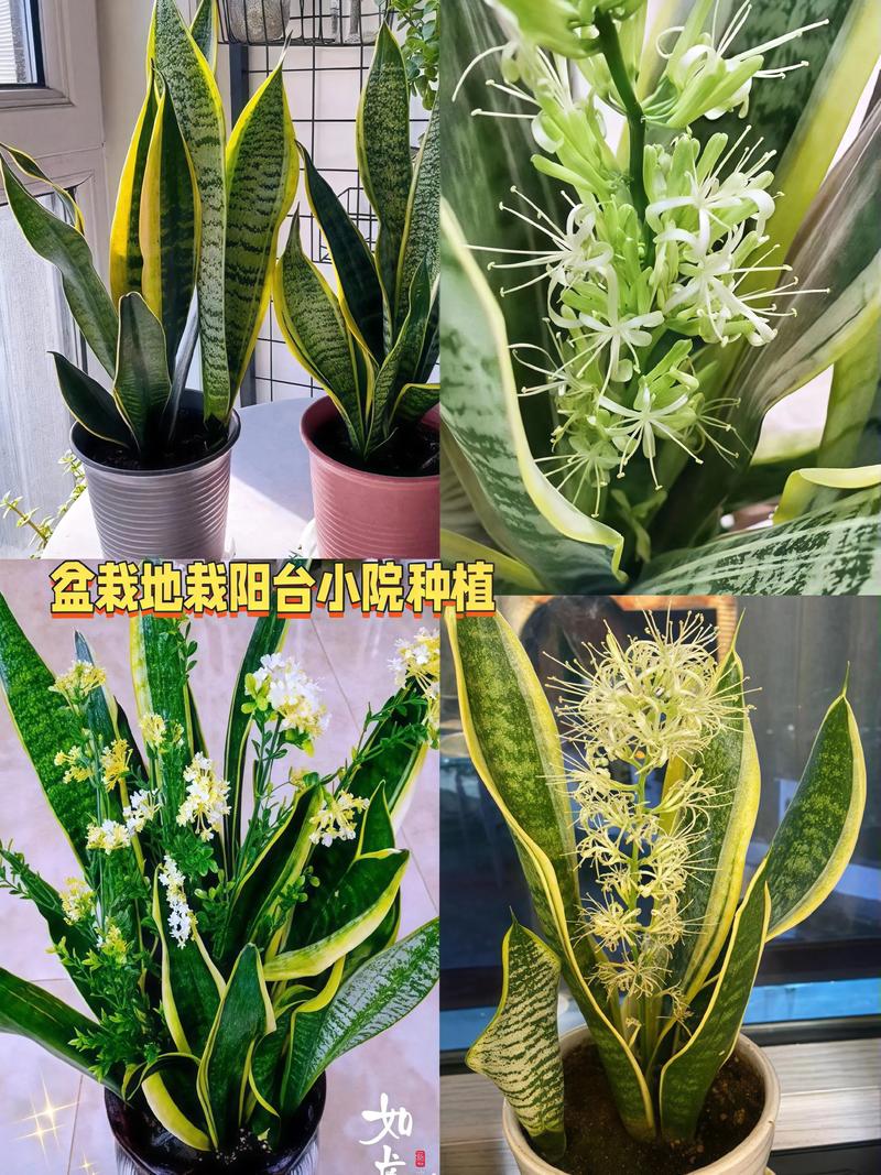 虎皮兰哪个品种好看又值钱？-图3
