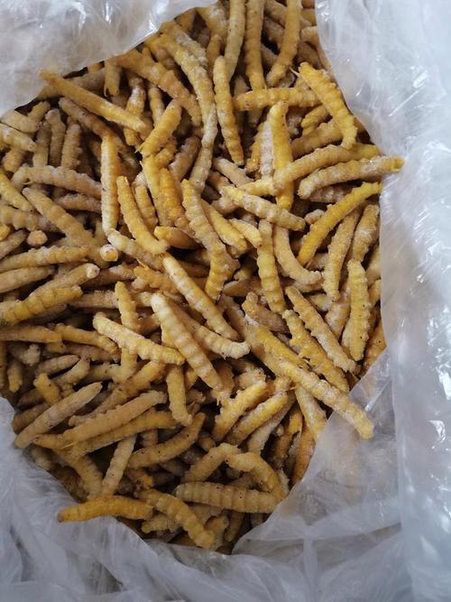 豆青虫养殖技术要点有哪些？-图2