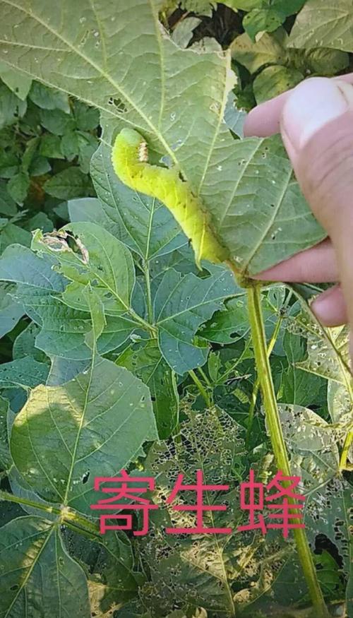 豆青虫养殖技术要点有哪些？-图1