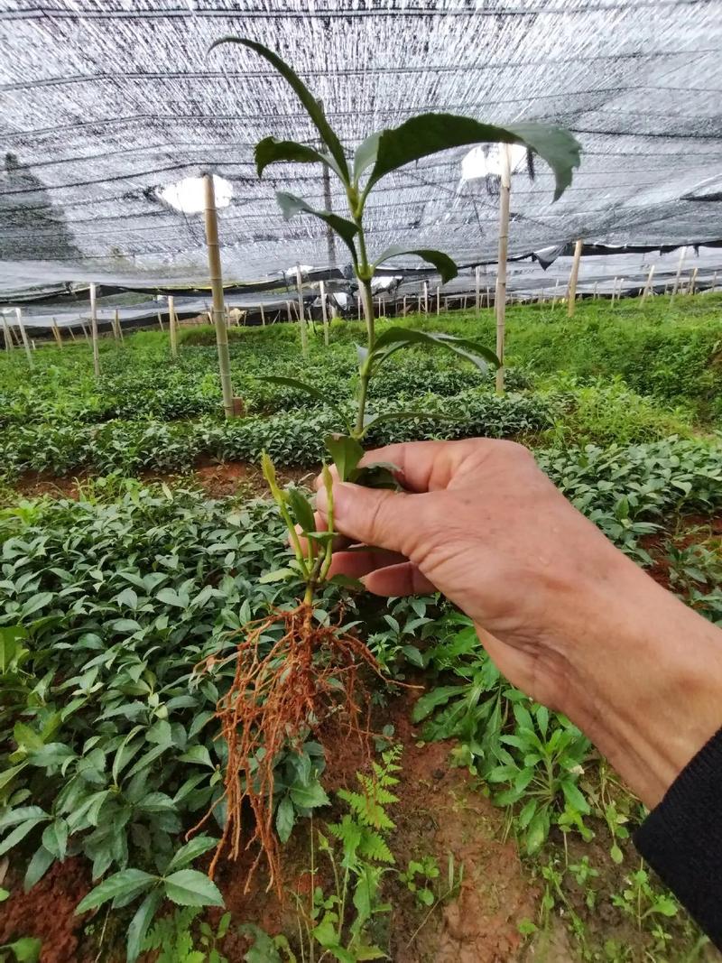 草珊瑚种子育苗技术要点有哪些?-图1 草珊瑚种子育苗技术要点有哪些?-图1