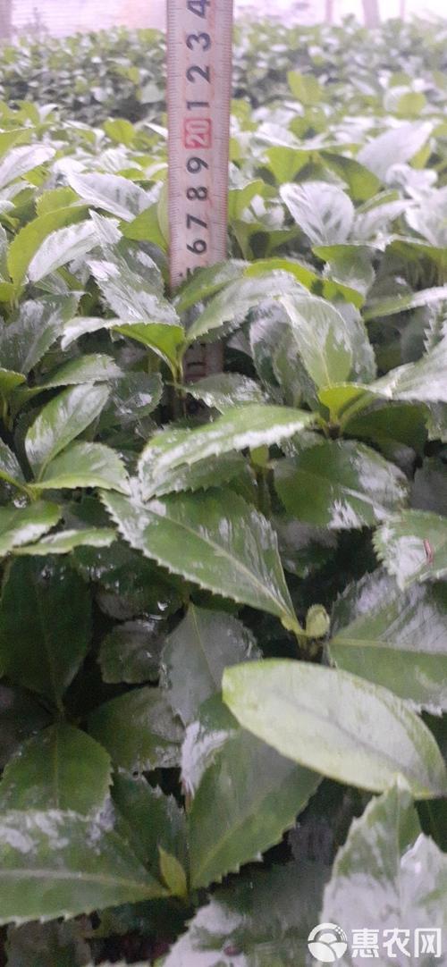 草珊瑚种子育苗技术要点有哪些？-图2