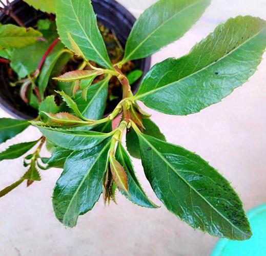 草珊瑚种子育苗技术要点有哪些?-图3 草珊瑚种子育苗技术要点有哪些?-图3