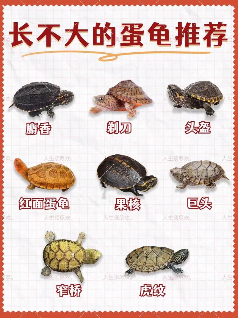 2025年养龟，什么品种最值得入手？-图3