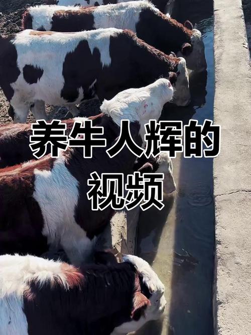 养牛技术知识视频大全-图3