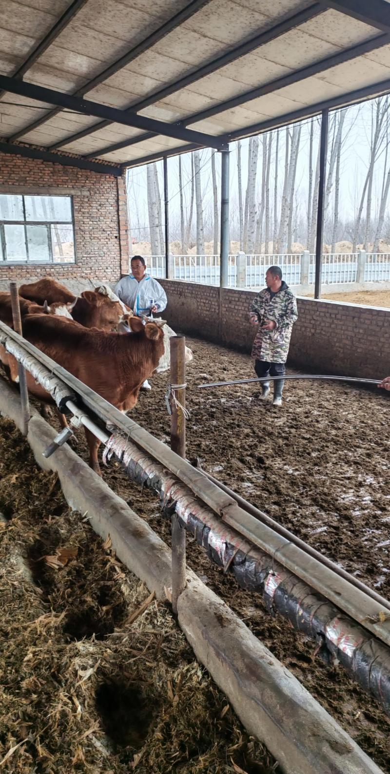 养牛技术知识视频大全-图1
