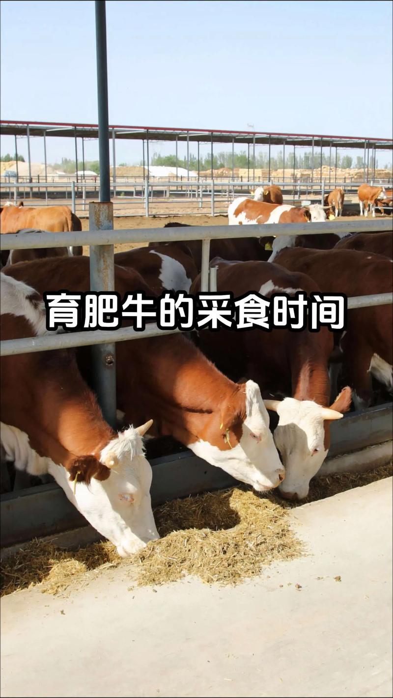 养牛技术知识视频大全-图2