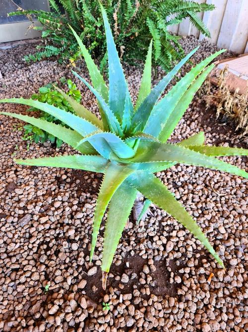 芦荟到底有多少品种?-图2 芦荟到底有多少品种?-图2