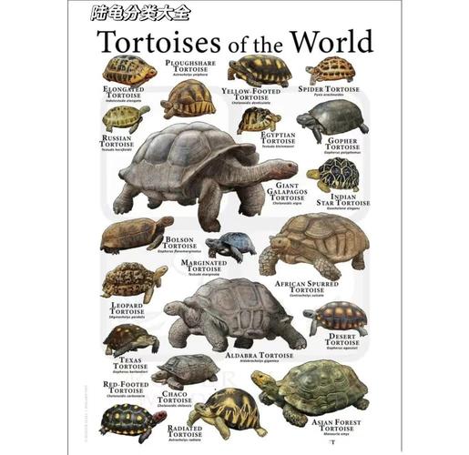 2025养龟什么品种前景好？-图1