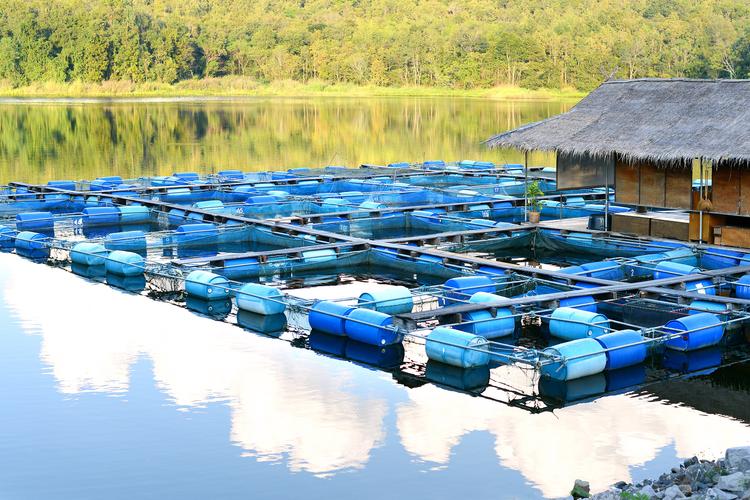 2025淡水小品种养殖，哪些品种更值得养？-图3