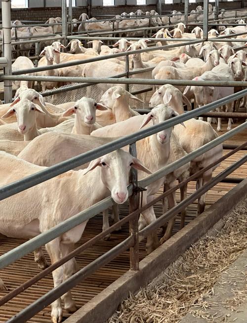 湖羊养殖技术视频，关键点在哪？-图1