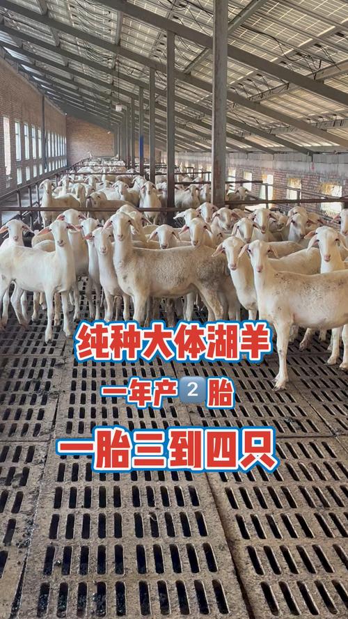 湖羊养殖技术视频，关键点在哪？-图2