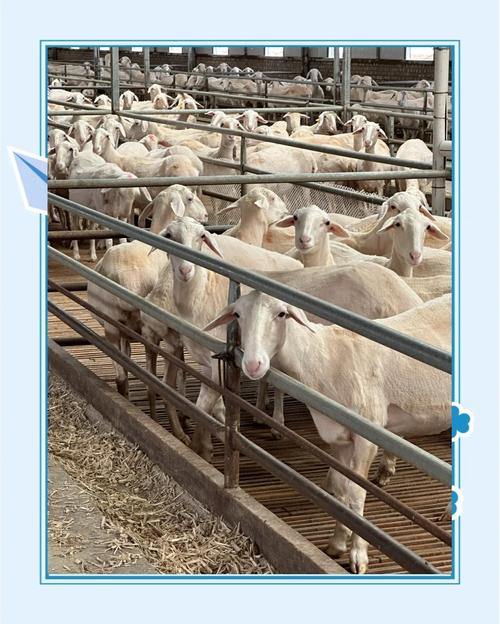 湖羊养殖技术视频，关键点在哪？-图3