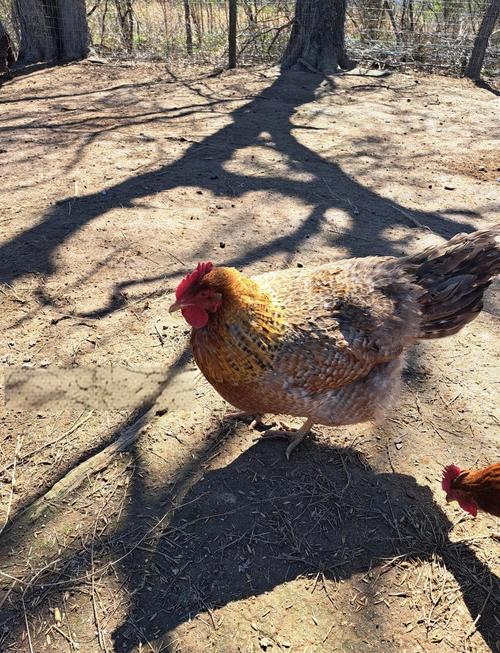 哪种鸡品种产蛋率最高?-图1 哪种鸡品种产蛋率最高?-图1