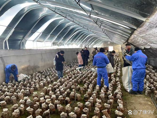 农广天地菌类技术视频有哪些核心要点?-图2 农广天地菌类技术视频有哪些核心要点?-图2