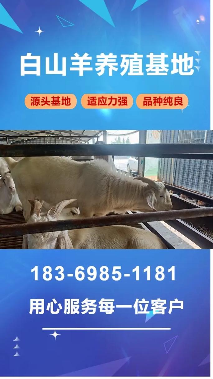 2025白山羊每斤价格会涨还是跌?-图1 2025白山羊每斤价格会涨还是跌?-图1