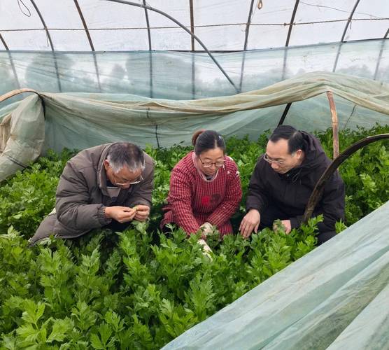 冬季菜花大棚种植技术有哪些关键点？-图1