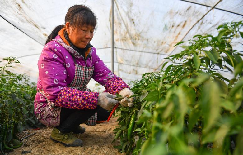 冬季菜花大棚种植技术有哪些关键点？-图3