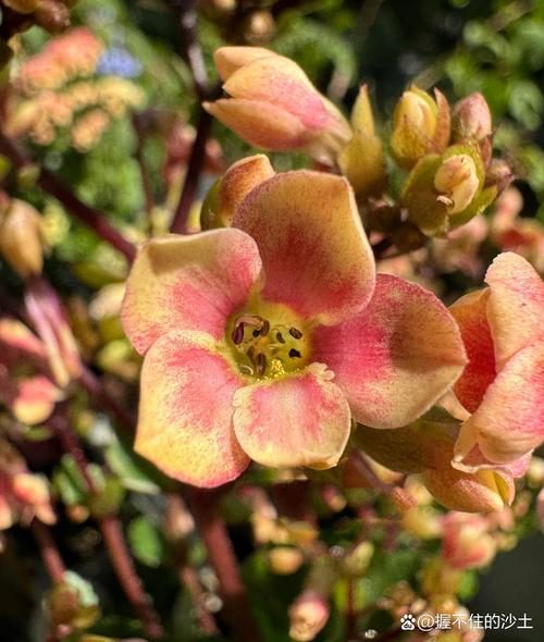 长寿花新品单瓣品种图片-图3