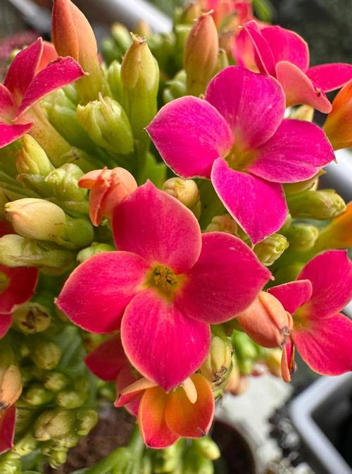 长寿花新品单瓣品种图片-图2