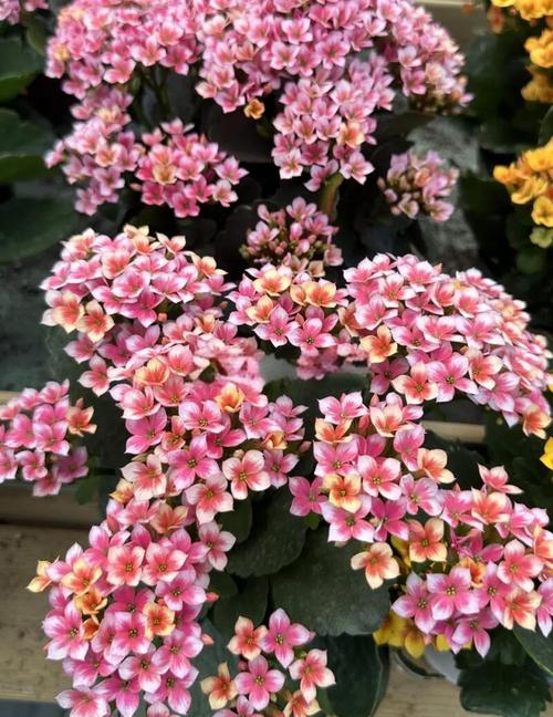 长寿花新品单瓣品种图片-图1