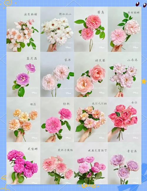 开花漂亮的月季品种有哪些？-图1