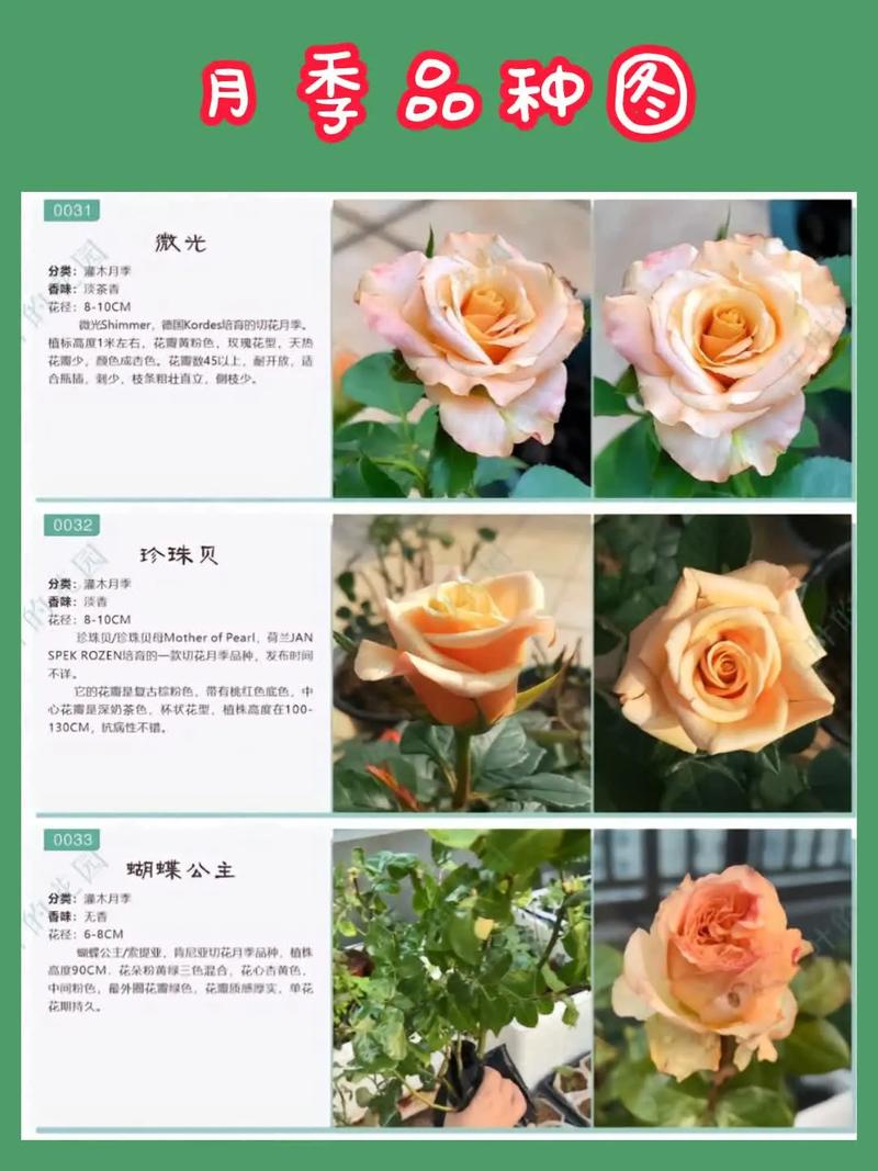 开花漂亮的月季品种有哪些？-图3