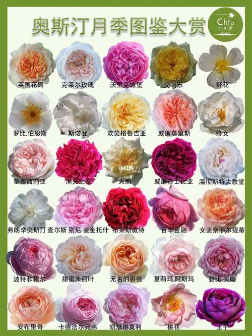 开花漂亮的月季品种有哪些？-图2