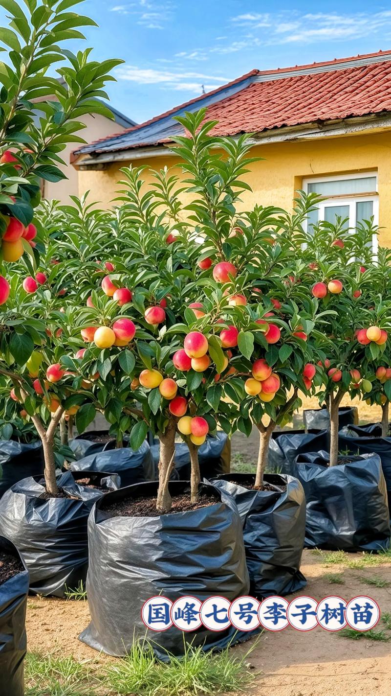 中国目前最好的果树品种-图2