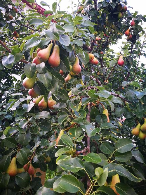 中国目前最好的果树品种-图1