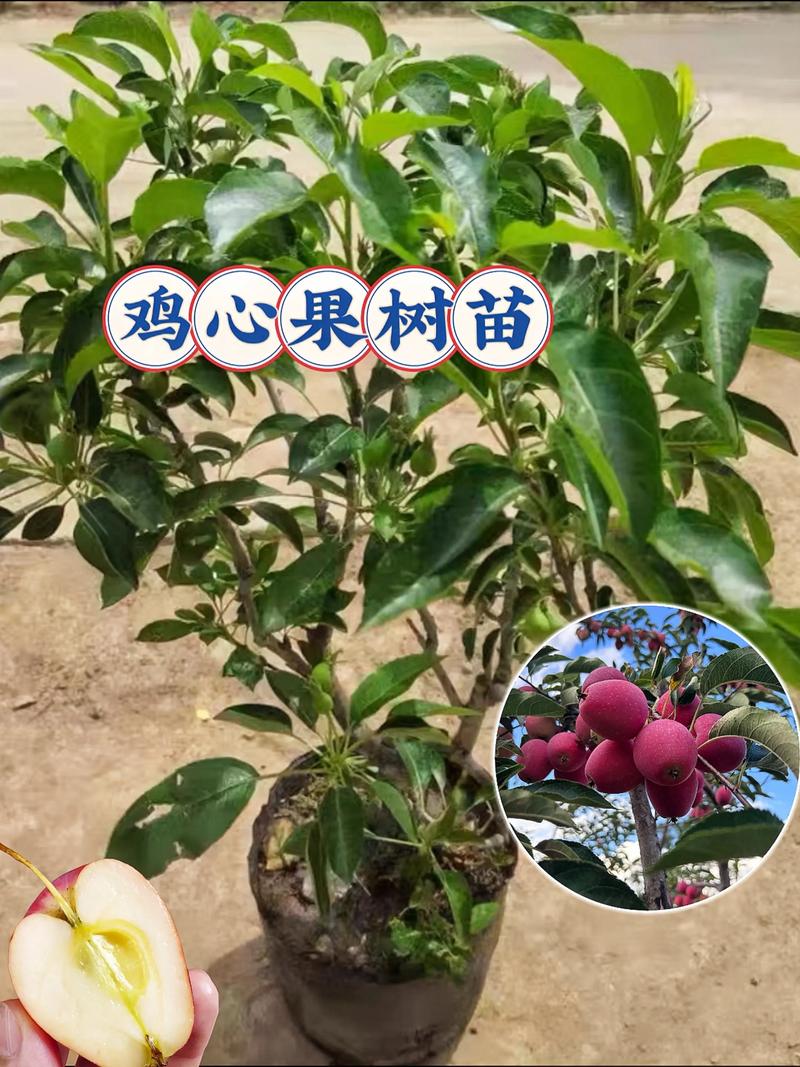 中国目前最好的果树品种-图3