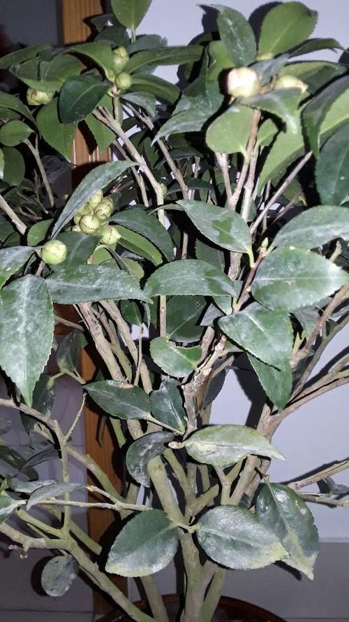 江西茶花虫害防治技术有哪些关键要点?-图1 江西茶花虫害防治技术有哪些关键要点?-图1