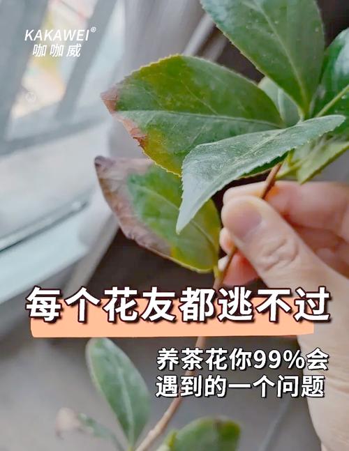 江西茶花虫害防治技术有哪些关键要点？-图3