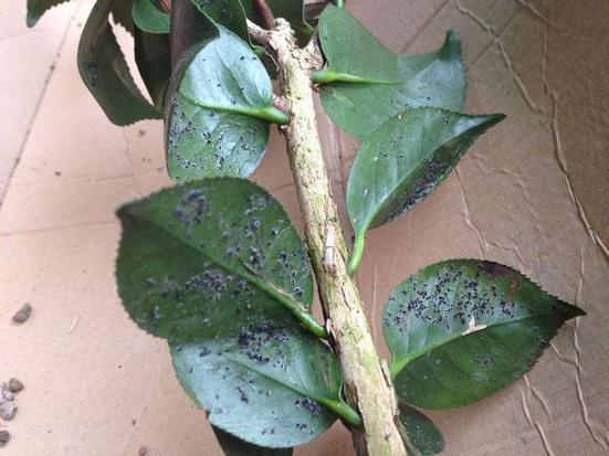 江西茶花虫害防治技术有哪些关键要点？-图2