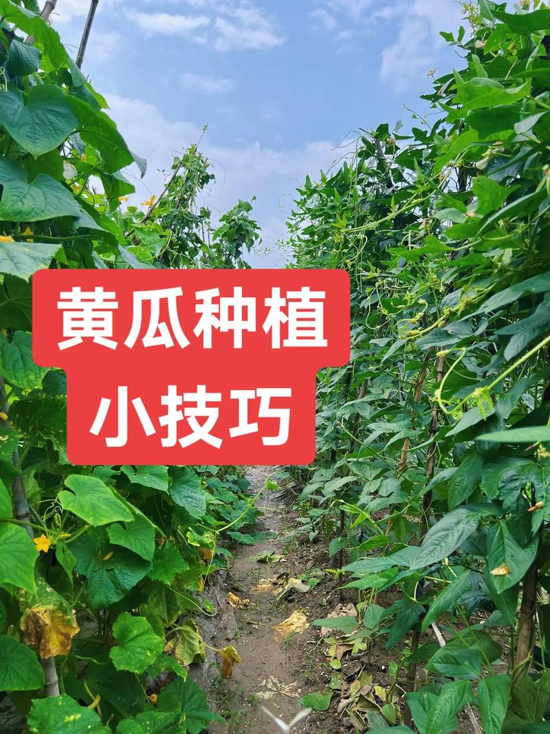 广西黄瓜种植最新技术有哪些突破？-图1