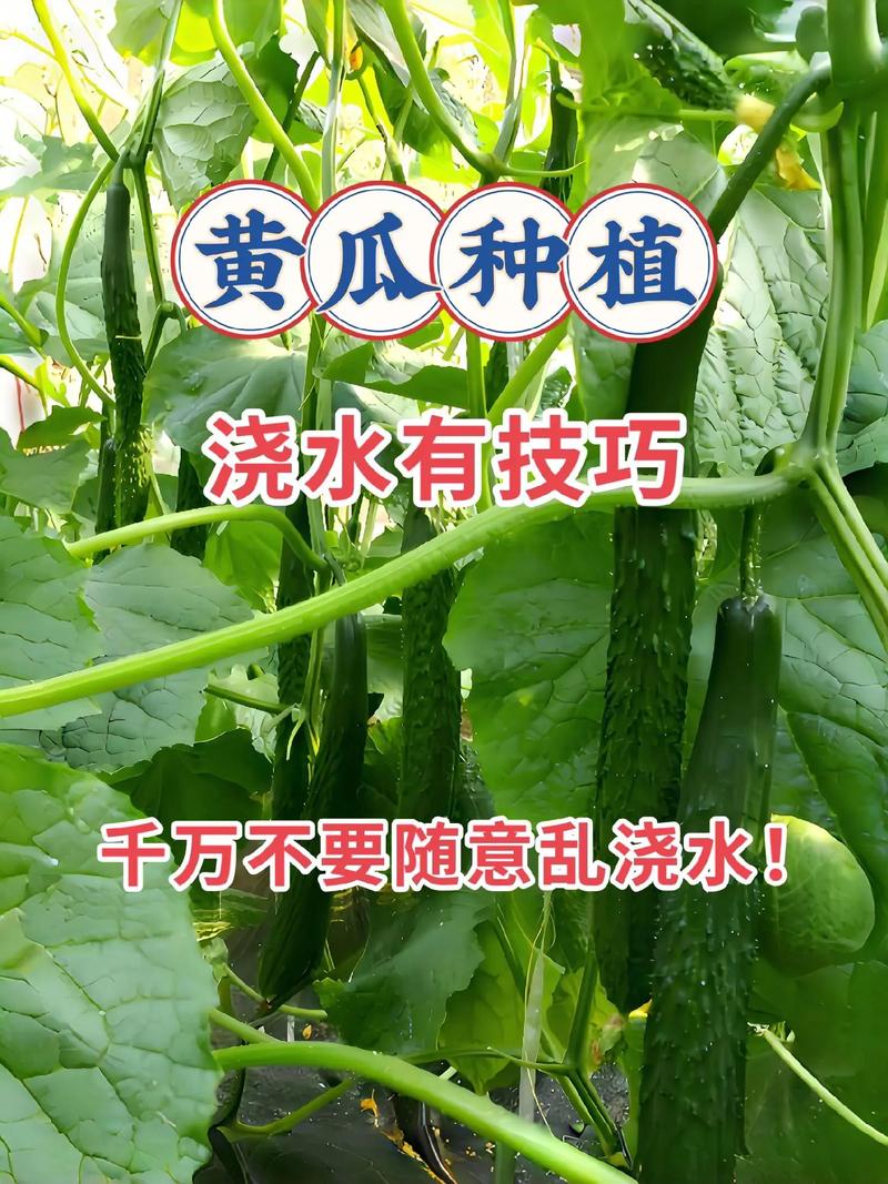 广西黄瓜种植最新技术有哪些突破？-图2