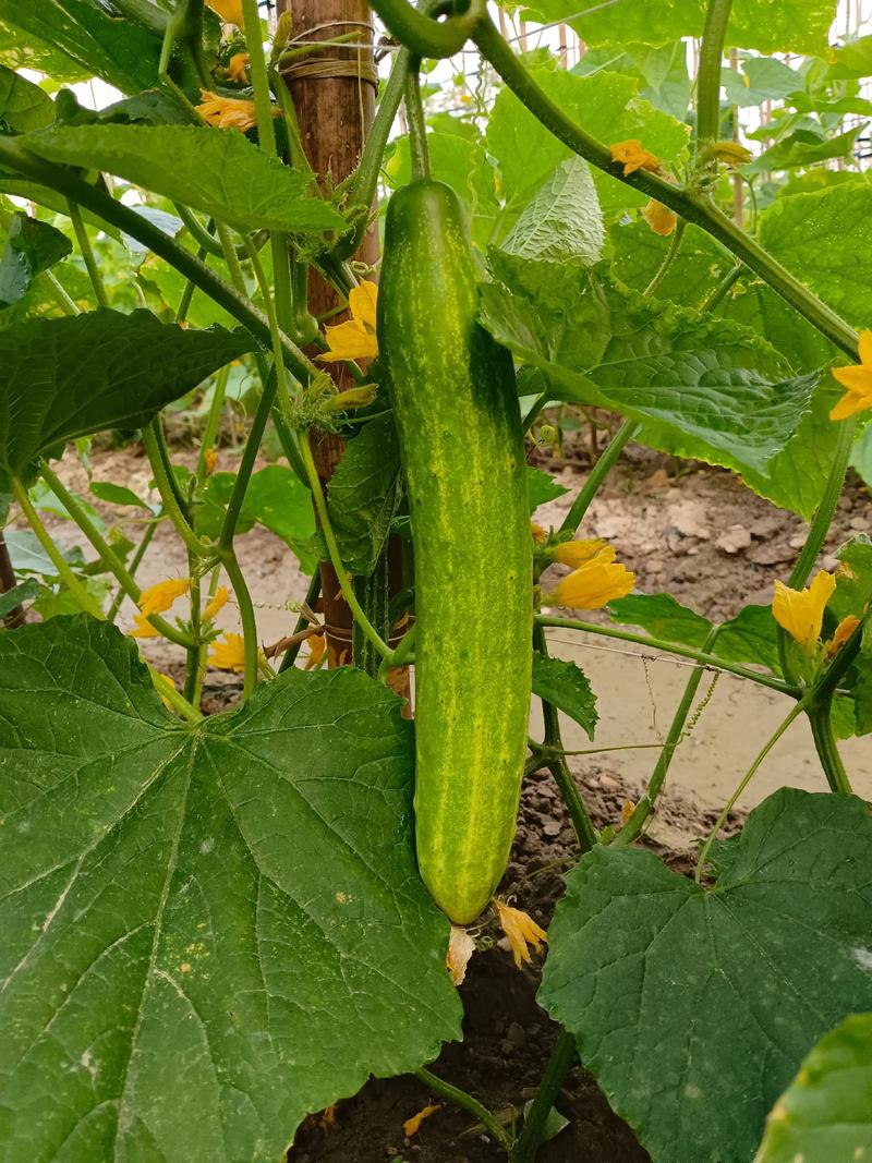 广西黄瓜种植最新技术有哪些突破？-图3