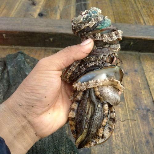 北方水产养殖品种有哪些?-图2 北方水产养殖品种有哪些?-图2