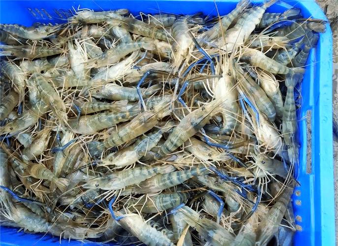 北方水产养殖品种有哪些?-图1 北方水产养殖品种有哪些?-图1